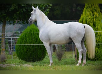 Koń lipicański, Wałach, 5 lat, 145 cm, Siwa