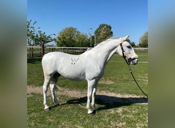 Koń lipicański, Wałach, 5 lat, 154 cm, Biała