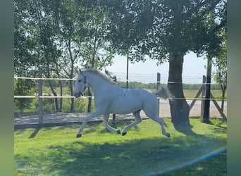 Koń lipicański, Wałach, 5 lat, 154 cm, Biała