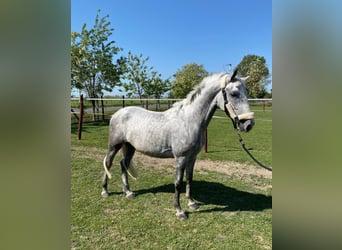 Koń lipicański, Wałach, 5 lat, 154 cm, Siwa