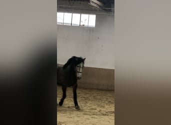 Koń lipicański, Wałach, 5 lat, 155 cm, Siwa