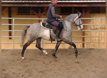 Koń lipicański Mix, Wałach, 5 lat, 160 cm, Siwa jabłkowita