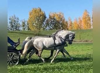 Koń lipicański, Wałach, 5 lat, 160 cm, Siwa