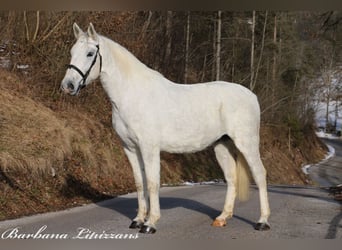 Koń lipicański, Wałach, 5 lat, 161 cm, Siwa
