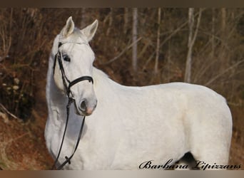 Koń lipicański, Wałach, 5 lat, 161 cm, Siwa