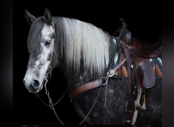 Koń lipicański, Wałach, 5 lat, 163 cm, Siwa jabłkowita