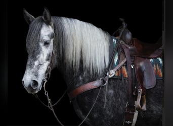 Koń lipicański, Wałach, 5 lat, 163 cm, Siwa jabłkowita