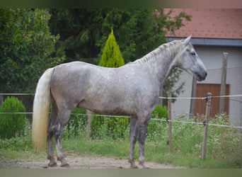 Koń lipicański, Wałach, 5 lat, 163 cm, Siwa