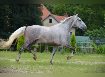 Koń lipicański, Wałach, 5 lat, 163 cm, Siwa