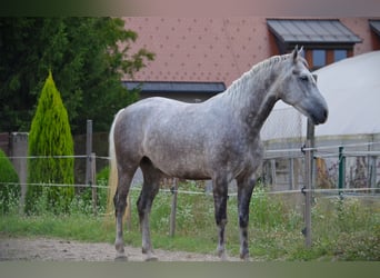 Koń lipicański, Wałach, 5 lat, 163 cm, Siwa