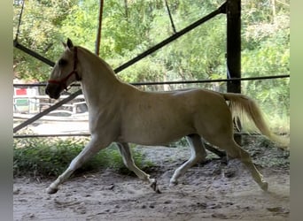 Koń lipicański, Wałach, 5 lat, 164 cm, Siwa