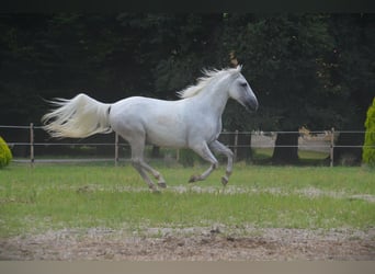 Koń lipicański, Wałach, 6 lat, 145 cm, Siwa