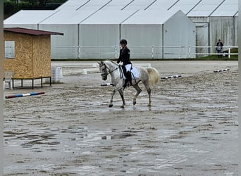 Koń lipicański, Wałach, 6 lat, 145 cm, Siwa