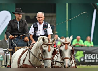 Koń lipicański, Wałach, 6 lat, 145 cm, Siwa