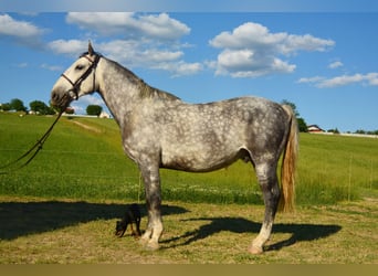 Koń lipicański, Wałach, 6 lat, 150 cm, Siwa