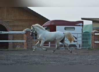 Koń lipicański, Wałach, 6 lat, 151 cm