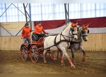 Koń lipicański, Wałach, 6 lat, 155 cm, Siwa