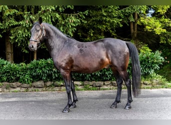 Koń lipicański, Wałach, 6 lat, 155 cm, Skarogniada