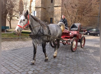 Koń lipicański Mix, Wałach, 6 lat, 160 cm, Siwa jabłkowita