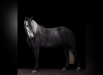 Koń lipicański, Wałach, 6 lat, 163 cm, Siwa jabłkowita