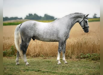 Koń lipicański, Wałach, 6 lat, 168 cm, Siwa