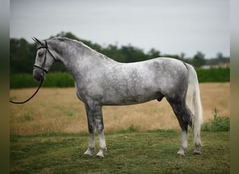 Koń lipicański, Wałach, 6 lat, 168 cm, Siwa