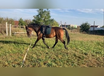 Koń lipicański, Wałach, 7 lat, 155 cm, Gniada