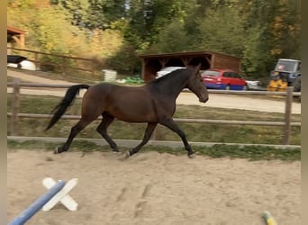 Koń lipicański, Wałach, 7 lat, 155 cm, Gniada