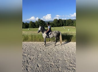 Koń lipicański, Wałach, 7 lat, 155 cm, Siwa