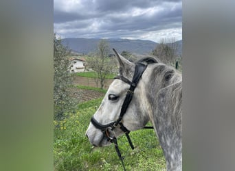 Koń lipicański, Wałach, 7 lat, 155 cm, Siwa