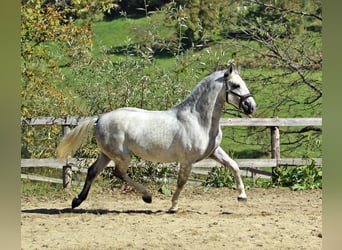 Koń lipicański, Wałach, 7 lat, 156 cm, Siwa