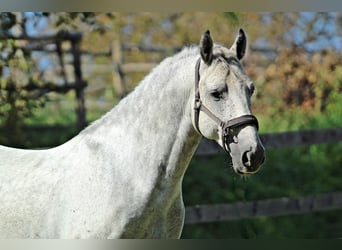 Koń lipicański, Wałach, 7 lat, 156 cm, Siwa