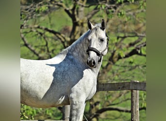 Koń lipicański, Wałach, 7 lat, 156 cm, Siwa