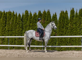 Koń lipicański, Wałach, 7 lat, 156 cm, Siwa