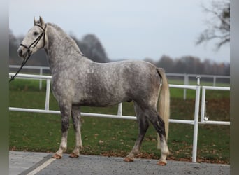 Koń lipicański, Wałach, 7 lat, 168 cm, Siwa
