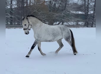 Koń lipicański, Wałach, 8 lat, 155 cm, Siwa