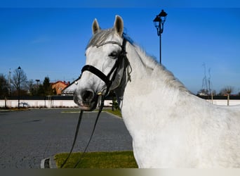 Koń lipicański, Wałach, 8 lat, 156 cm, Siwa