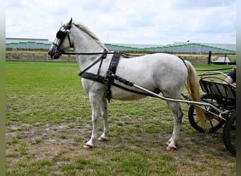 Koń lipicański, Wałach, 8 lat, 156 cm, Siwa