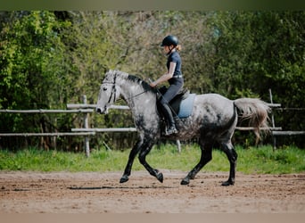 Koń lipicański, Wałach, 8 lat, 160 cm, Siwa
