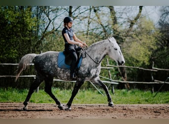 Koń lipicański, Wałach, 8 lat, 160 cm, Siwa