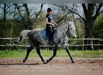 Koń lipicański, Wałach, 8 lat, 160 cm, Siwa