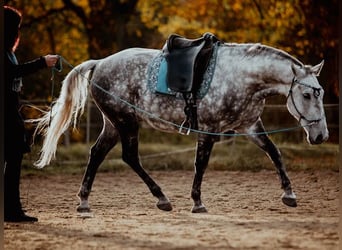 Koń lipicański, Wałach, 8 lat, 160 cm, Siwa