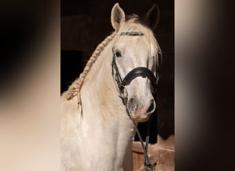 Koń lipicański, Wałach, 9 lat, 156 cm, Biała