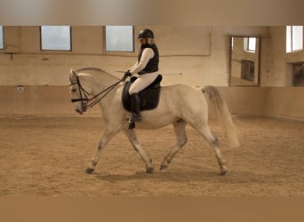 Koń lipicański, Wałach, 9 lat, 156 cm, Siwa jabłkowita