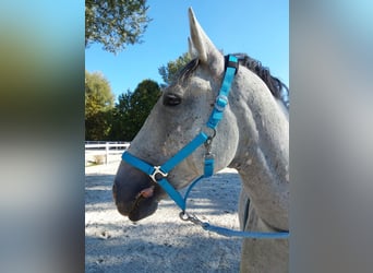 Koń lipicański, Wałach, 9 lat, 156 cm, Siwa jabłkowita