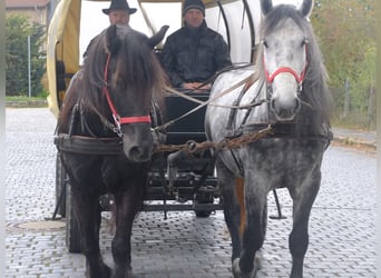 Koń lipicański Mix, Wałach, 9 lat, 160 cm, Siwa jabłkowita