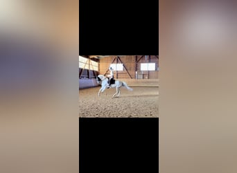 Koń lipicański, Wałach, 9 lat, 160 cm, Siwa