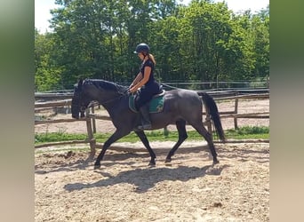 Koń lipicański, Wałach, 9 lat, 164 cm, Siwa