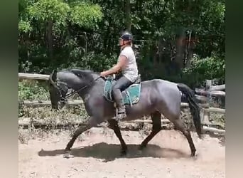 Koń lipicański, Wałach, 9 lat, 164 cm, Siwa
