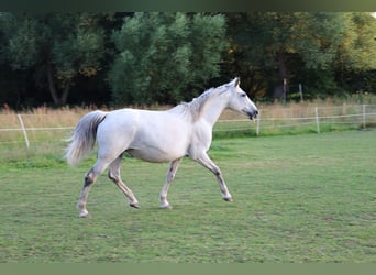 Koń małopolski, Klacz, 13 lat, 154 cm, Siwa